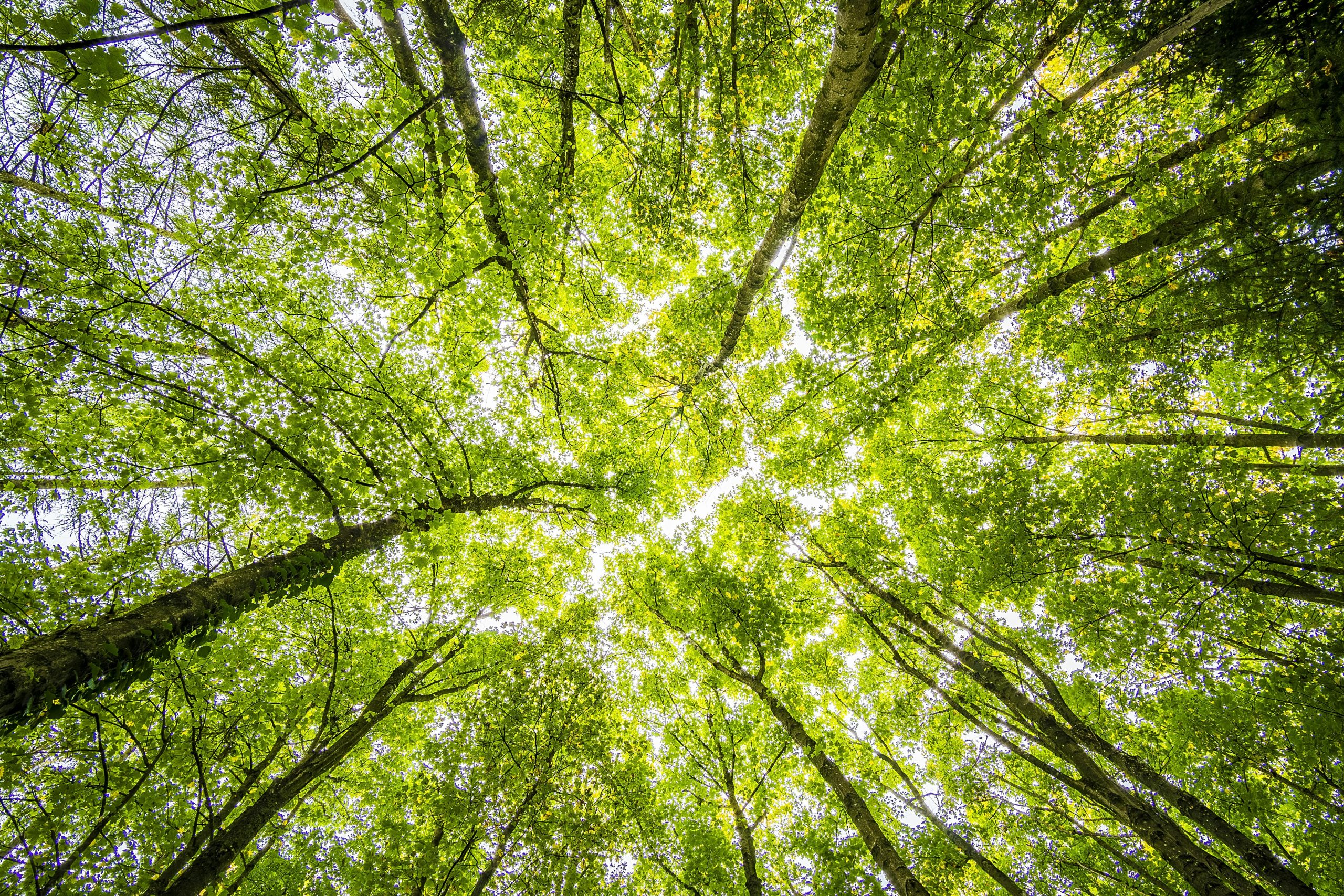 The benefits of planting more trees